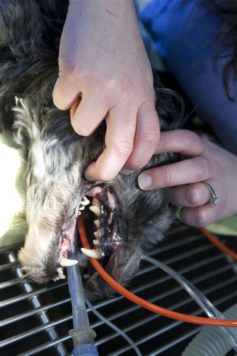 Most cats recover quickly from a tooth extraction. Monhagen Vet offers routine dental care including full ...