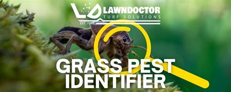 Grass Pest Identifier Lawn Doctor
