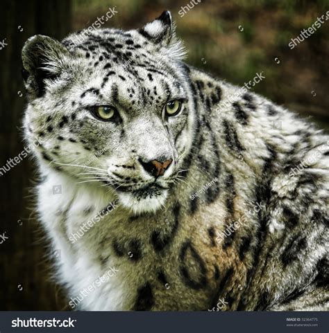 Close Up Of Snow Leopard Stock Photo 32364775 Shutterstock