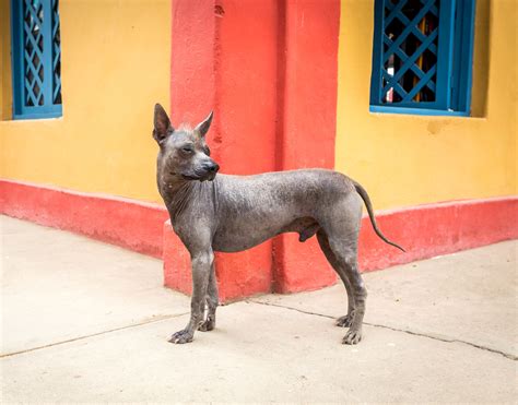 Breed Spotlight: Peruvian Inca Orchid | Best Dog DNA Test For Breed, Health, and Traits | What's 