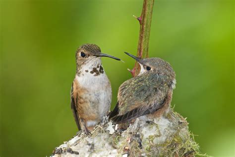 Rufous Hummingbirds In Summer Birdnote