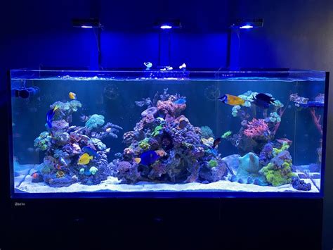 Most Beautiful Saltwater Fish Tanks All Time