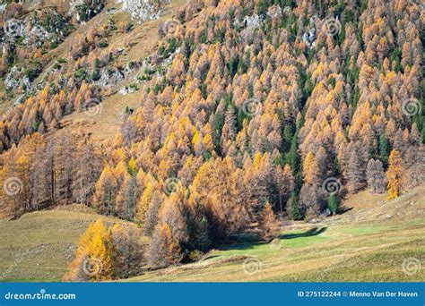 Larch Trees With Autumn Foliage On A Mountain Slope Stock Photo Image
