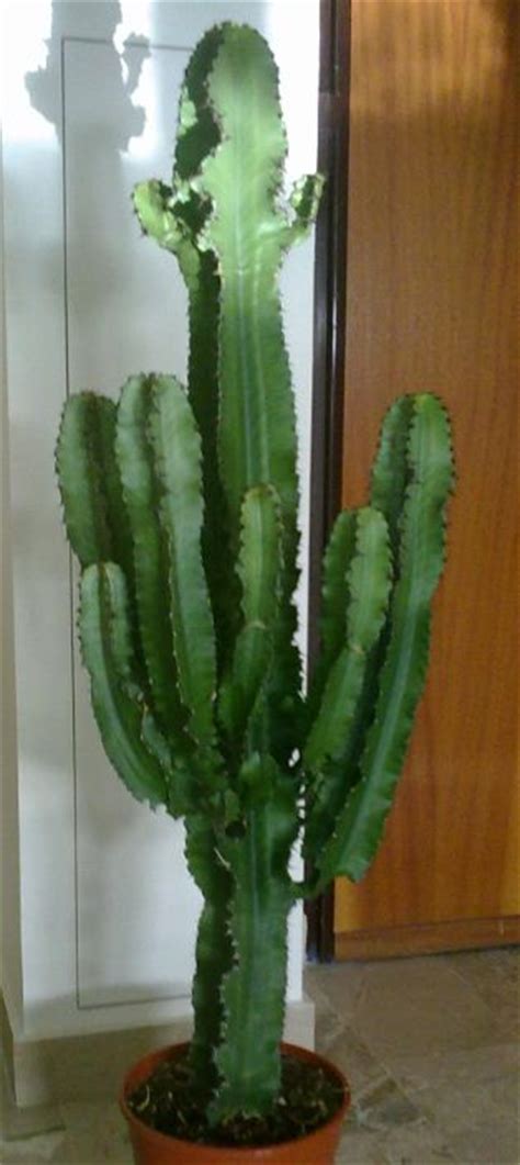 Come salvare una pianta da interno? PIANTE DA INTERNO Euphorbia eritrea - ALTEZZA 120 CM Vaso ...