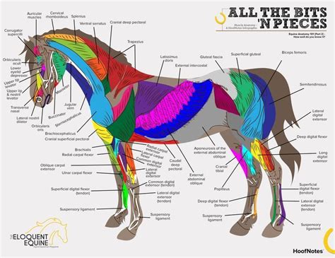 Anatomy Of Equine Skin Continue To Expand Your Knowledge By Diving
