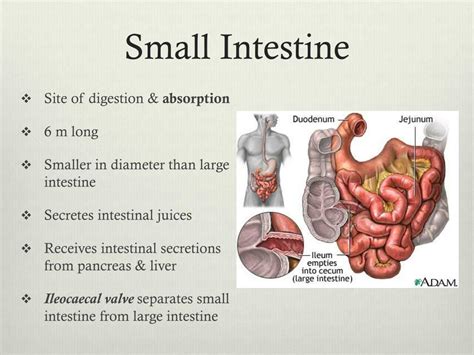 Ppt Digestive System Powerpoint Presentation Free Download Id2028397
