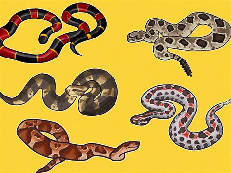 Top 120 Black Snake With Yellow Rings Vn