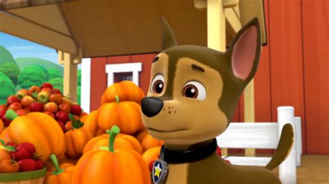 Pups Fall Festivaltrivia Paw Patrol Wiki Fandom