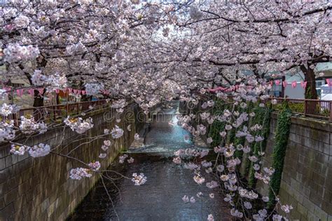 Cherry Blossom Season In Tokyo At Meguro River Japan Editorial Image