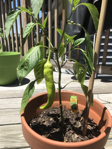 Jun 08, 2021 · the hot banana peppers normally grow to a length of six and up to 8 inches and a width a one and a half inches when matured. My first hot banana pepper on my puny plant! : HotPeppers