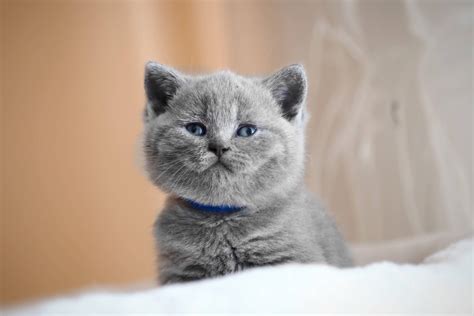 British Shorthair Kittens Appearance Personality And More