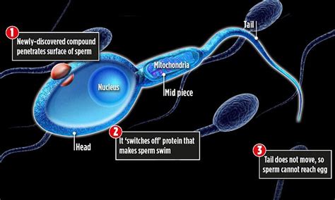 British Scientists Discover Pill To Stop Sperm Swimming That Men Could Take Before Sex Daily