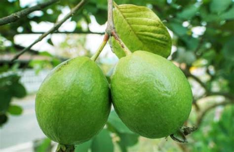 Top 5 And Widely Used Varieties Of Guava In India