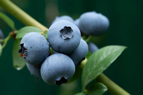 Biloxi Blueberry Food Gardening Network