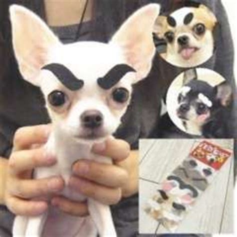 What part of no do you not understand?! Chihuahuas, Stickers and Eyebrows on Pinterest