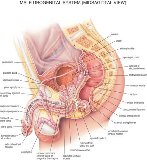 Webmd's appendix anatomy page provides detailed images, definitions, and information about the appendix. 23 best Urology-Male images on Pinterest | Reproductive ...
