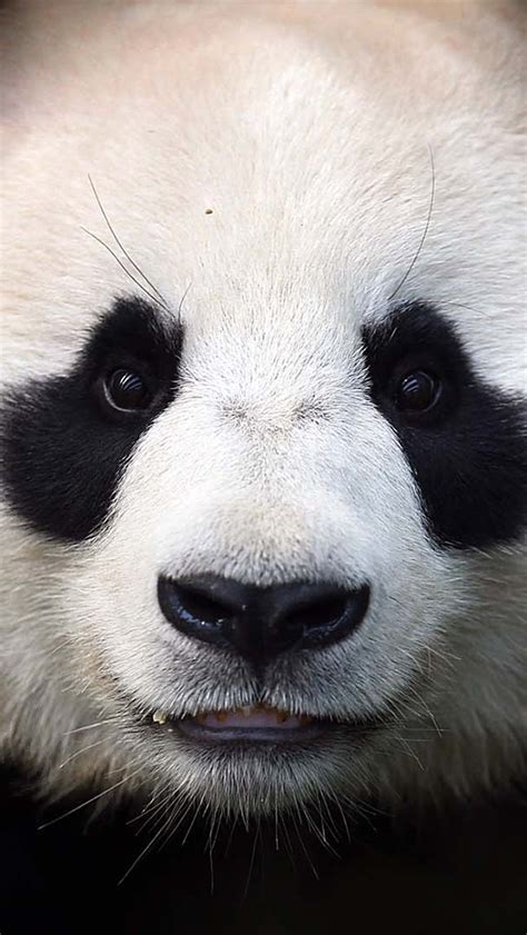 Panda Bear Face The Iphone Wallpapers