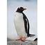 Gentoo Penguin  Antarctica Ron Niebrugge Photography
