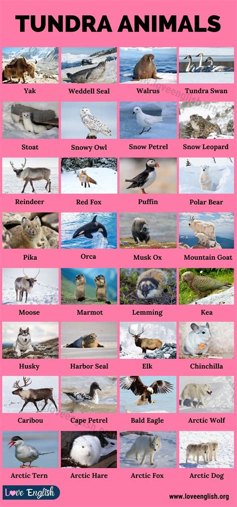 Tundra Biome Animals Names