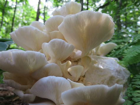Elm Oyster Mushroom Grow Kit - Hypsizygus ulmarius - Mushrooms Etc
