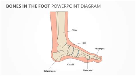Bones In The Foot Powerpoint Diagram