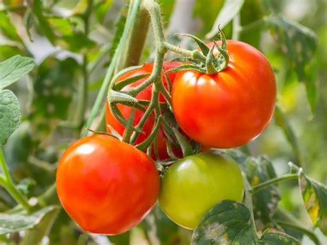 Is a Tomato a Fruit or a Vegetable? | Britannica.com