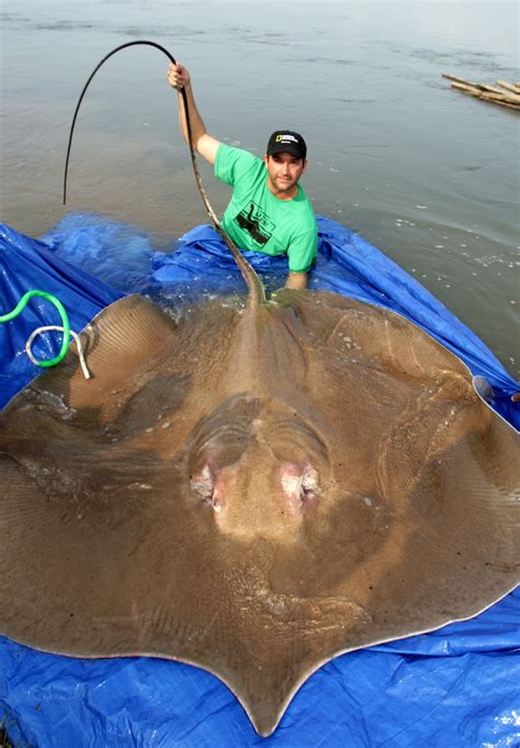 Photos Of The Largest Fish On Earth Live Science