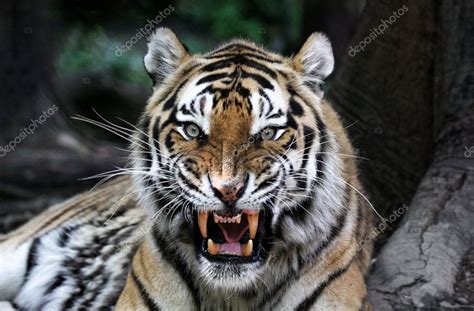 Angry Tiger Stock Photo By ©marko5 2973255