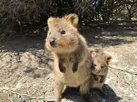Adorable Pictures Of Quokkas The Happiest Animals In The World