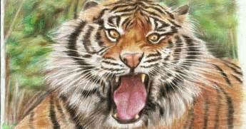 Baca harimau vs elang dari pendekar gunung karang di line webtoon. Paling Inspiratif Gambar Sketsa Macan Mengaung - Tea And Lead
