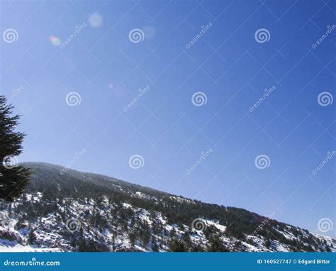 Arz Al Barouk Lebanon Cedars Snow Season Stock Image Image Of Barouk