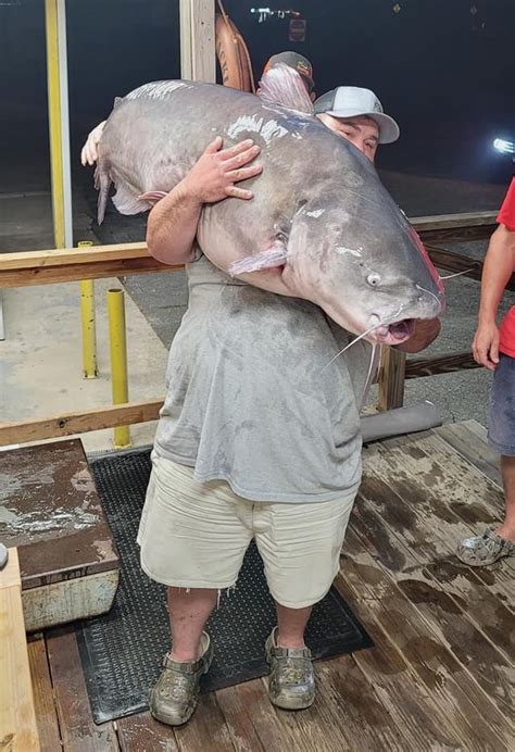 Angler Sets Record With Blue Catfish That ‘looked Like A Baby Whale