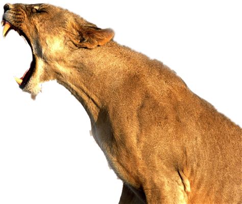Cougar clipart roar, Cougar roar Transparent FREE for download on WebStockReview 2021