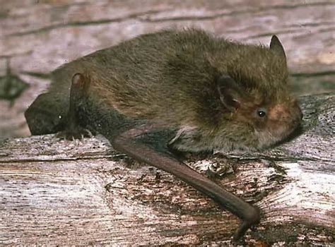 Little Forest Bat Alchetron The Free Social Encyclopedia