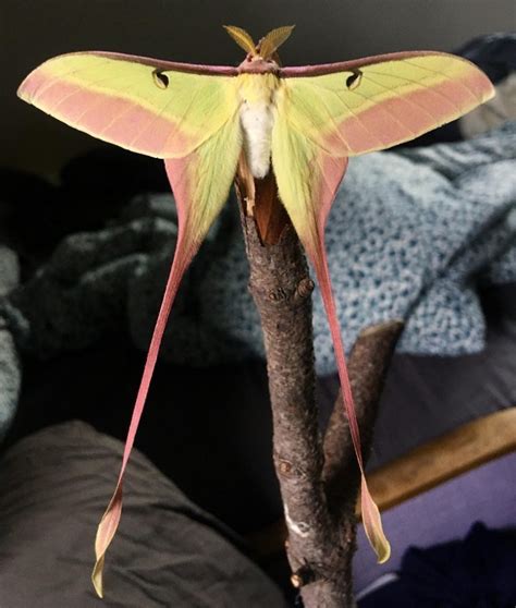 Chinese Luna Moth Identification Life Cycle Facts And Pictures