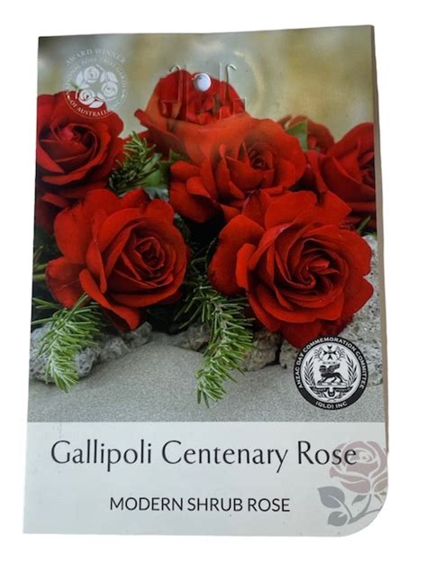 Rose Gallipoli Centenary 200mm The Garden Feast