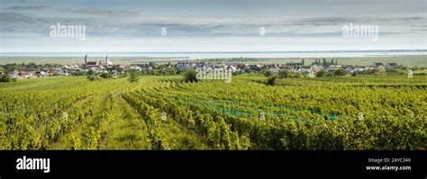 Neusiedlersee Village Of Rust Am See With Vineyards And Lake In Austria