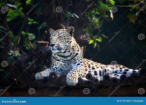 Resting Jaguar Stock Image Image Of Mammal Wildlife 61761453