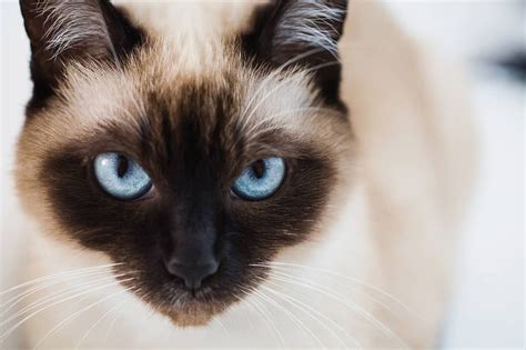 Siamese Cats The Ultimate Guide To Their History Types Characteristics Temperament And Care