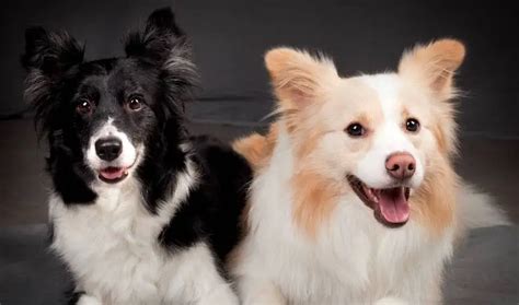Border Collie Coat Types Revealing The Many Coats Of The Border