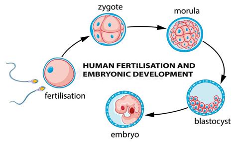 Human Fertilization And Embryo Development Stock Vector Illustration
