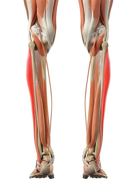 Leg Muscles Photograph By Sebastian Kaulitzkiscience Photo Library