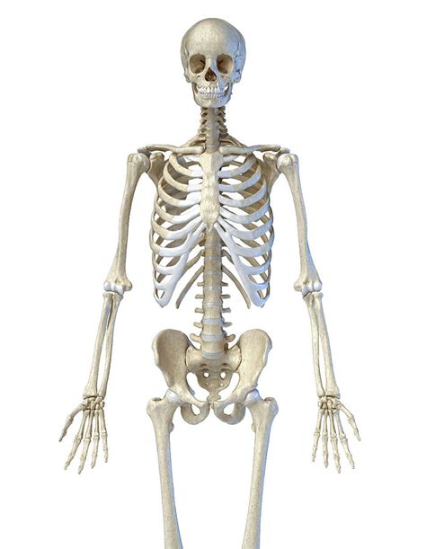 Human Upper Torso Anatomy Upper Body Anatomy High Resolution Stock