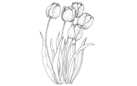 Gaya Terbaru 64 Sketsa Gambar Bunga Tulip Mekar