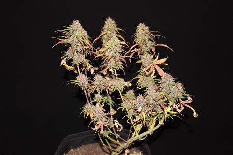 Royal Queen Seeds Purple Queen Automatic Grow Diary Journal Harvest10 By Johnd Growdiaries