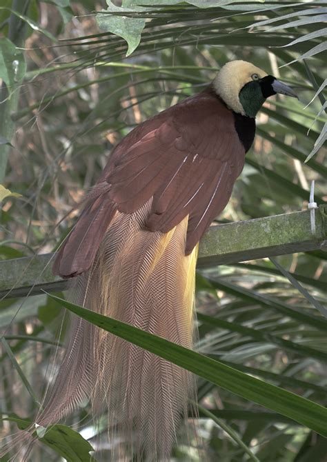 Greater Bird Of Paradise In Full Plumage Zoochat