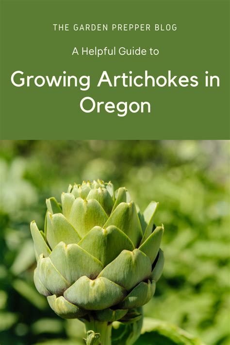 A Helpful Guide To Growing Artichokes In Oregon Growing Artichokes