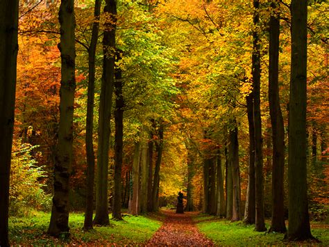 Fall Pictures Autumn Path Wallpaper That Is A Statue At The End Of The Path Not A