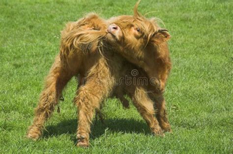 Highland Cattle Stock Image Image Of Hairy Eyes Hooves 926281