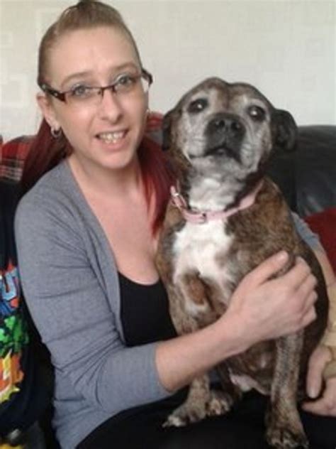 Missing Staffordshire Bull Terrier Found After Four Years Bbc News